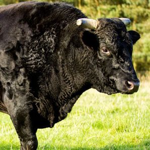 GoFundMe profile picture for @cattle