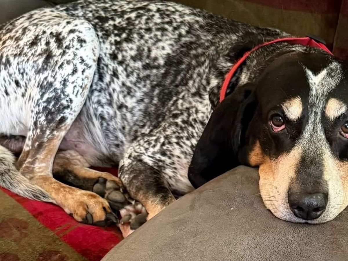 Fundraiser by Erica Rondeau : Support for Gauge after Emergency Surgery