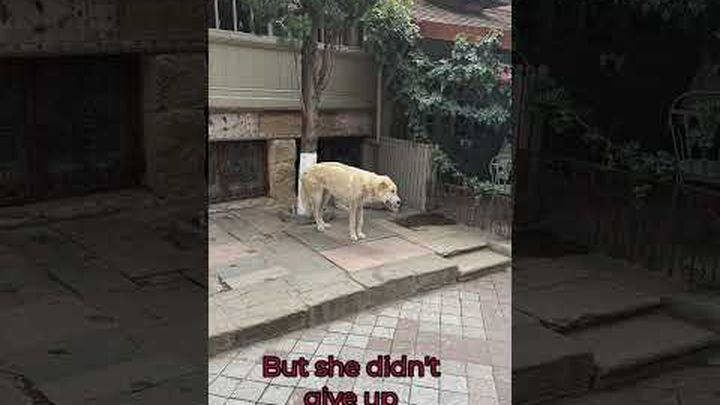Help Daisy Find Her Forever Home in the USA video thumbnail, 1 of 8