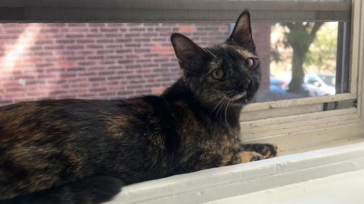 Help My Cat Smudge Fight Panleukopenia (FPV) campaign photo, 1 of 7