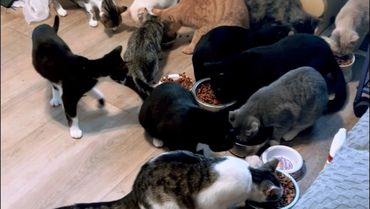 Colleen Clarke{Backyard Babies Animal Rescue Services}