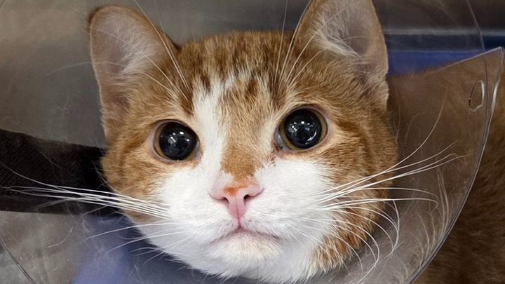 Help Wakka and his humans recover from emergency surgery. campaign photo, 1 of 11