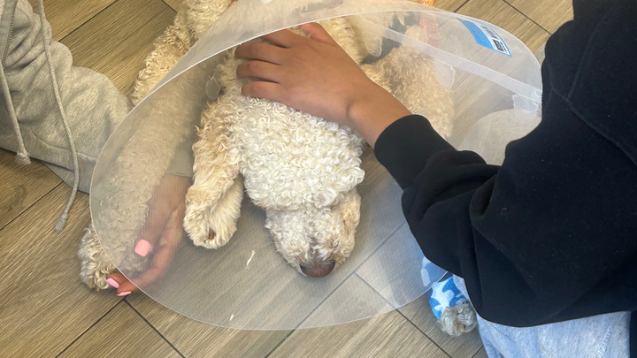 Help us save Ollie’s life campaign photo, 1 of 4