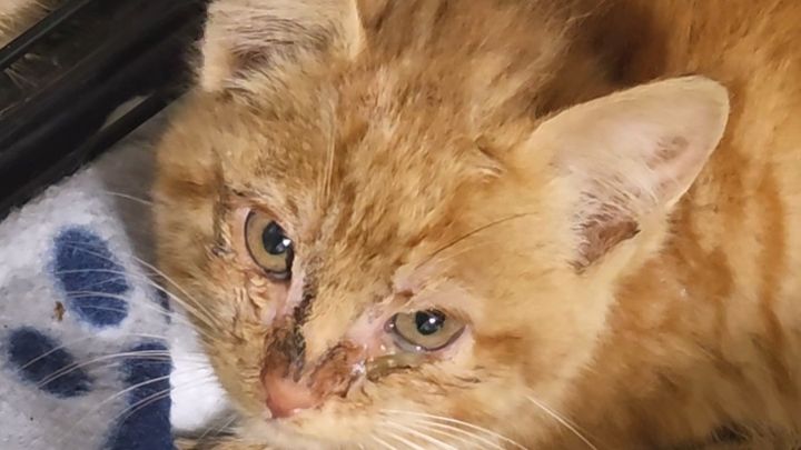 Help Foster Kittens Get Lifesaving Care