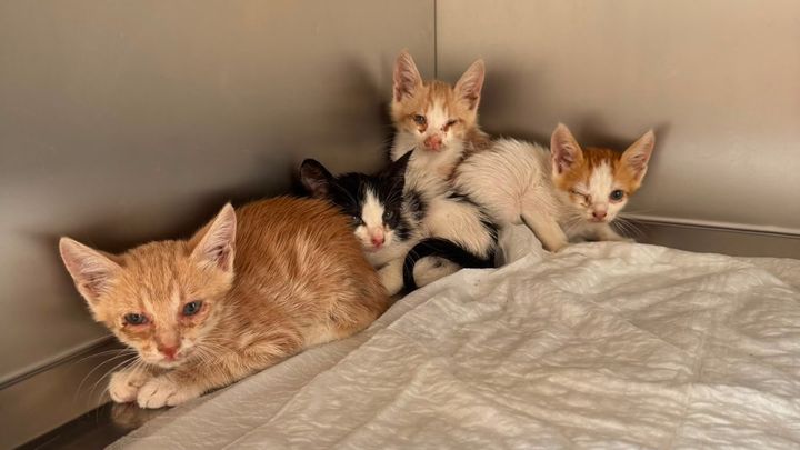 Support Kittens & Cats in Need campaign photo, 1 of 8