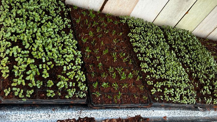 Planting Hope: Farming Support for St. Elizabeth campaign photo, 1 of 7