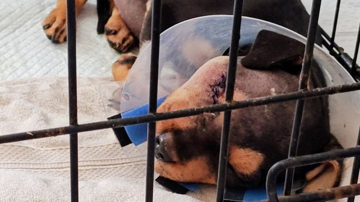 Help Little Bit & Stray Dogs Get Medical Care campaign photo, 1 of 3