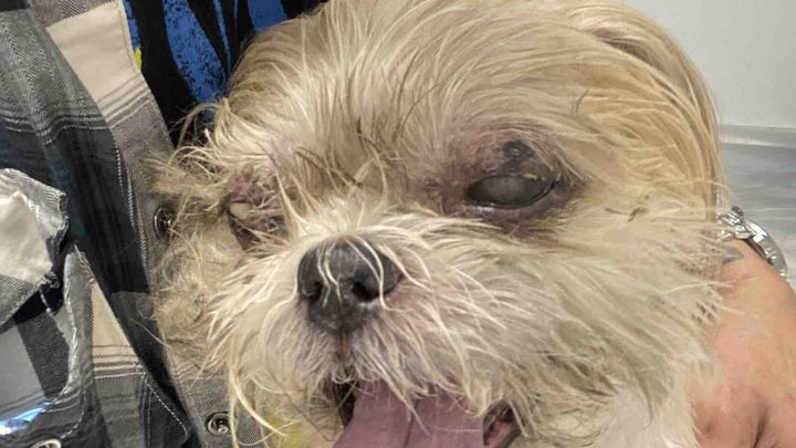 Help Cody Get Urgent Eye Surgery campaign photo, 1 of 8