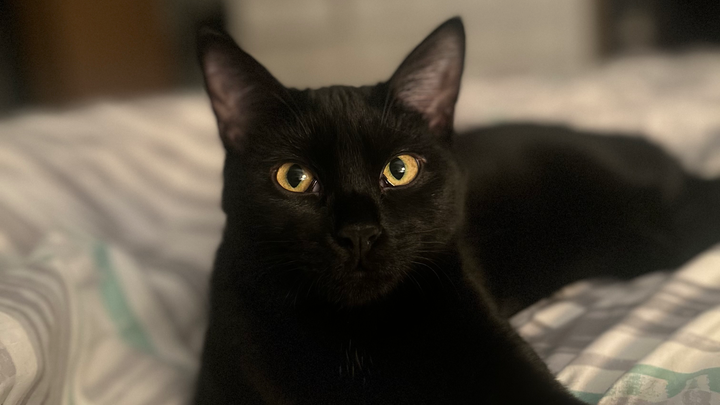 Help Pepper Recover from Urinary Obstruction campaign photo, 1 of 6