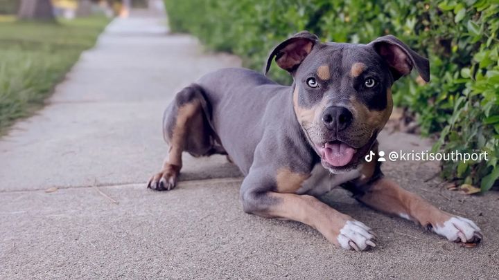 Help Local Pets in Need campaign photo, 1 of 8