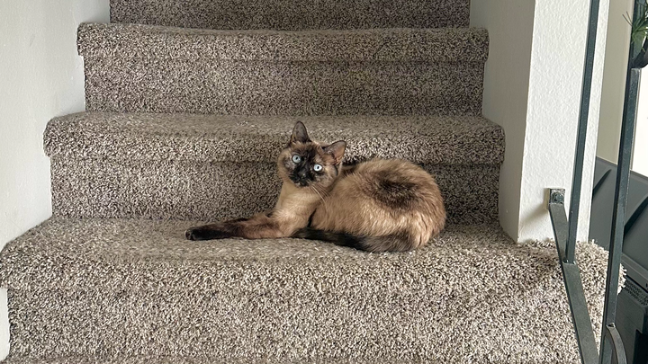 Help Pricilla's Cat Get Life-Saving Surgery campaign photo, 1 of 6