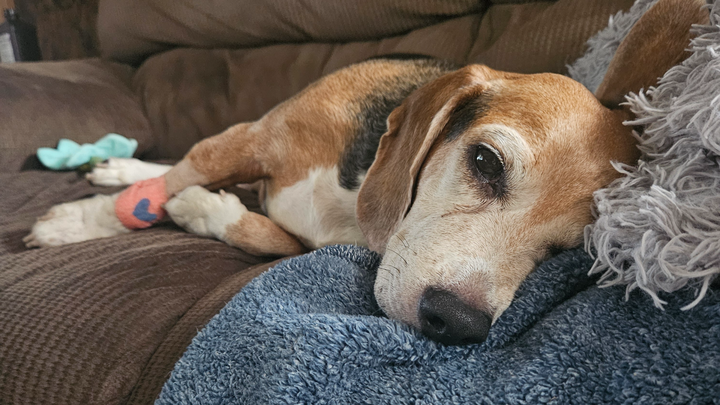 HELP Milo in his Recovery campaign photo, 1 of 7