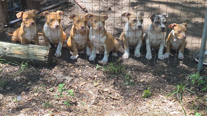 Help Kalilani Homestead & Kennels Feed & Shelter campaign photo, 1 of 8