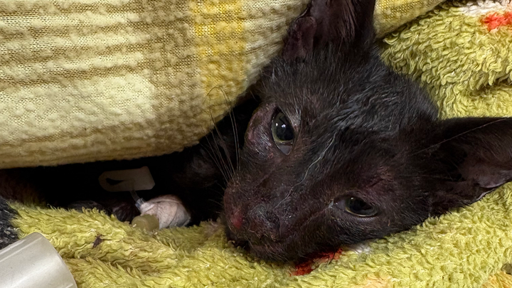 Broken, But Not Beaten: Beans Journey To Heal campaign photo, 1 of 8