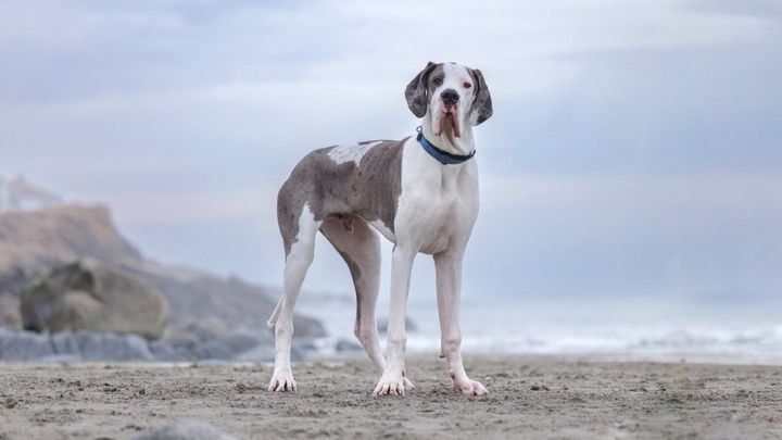 Help Angus: Emergency Surgery for future service dog campaign photo, 1 of 2