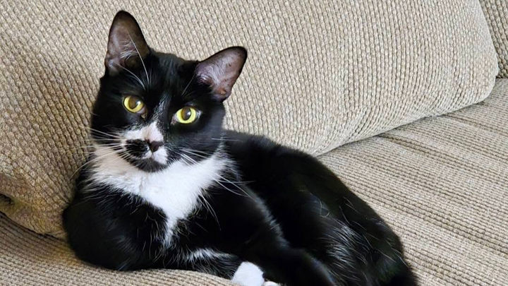 Help Meagan Lay Her Beloved Cat to Rest campaign photo, 1 of 8