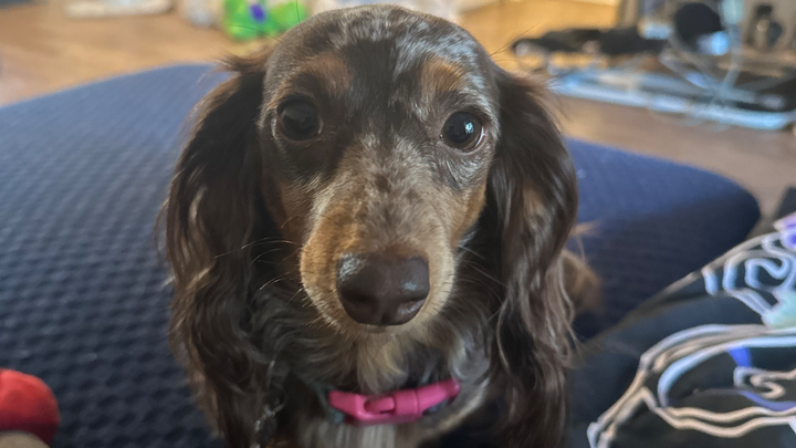 Donate to Save Kiki from IVDD Pain campaign photo, 1 of 8