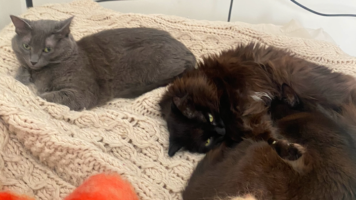 Please help save my cats Serenity and Reign campaign photo, 1 of 7