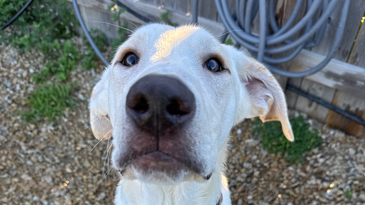 Comet’s Fundraiser campaign photo, 1 of 8