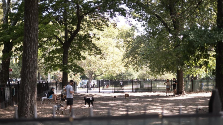 Help Us Make The McCarren Park Dog Run Better for All! campaign photo, 1 of 3