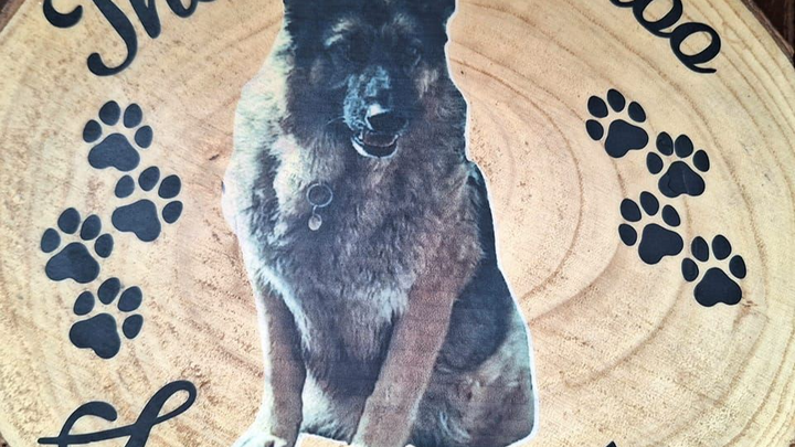 Please donate to the Hullabaloo Sanctuary, vet and food bill campaign photo, 1 of 3