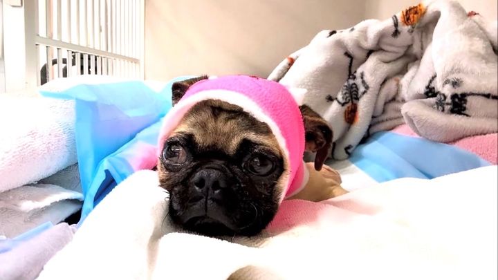 Save Chanel’s Life with Urgent Surgery