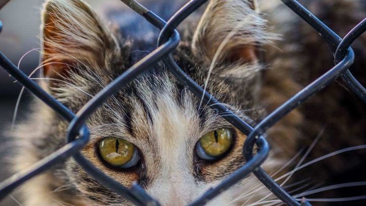 Help Carol the Colony Cat Heal campaign photo, 1 of 8