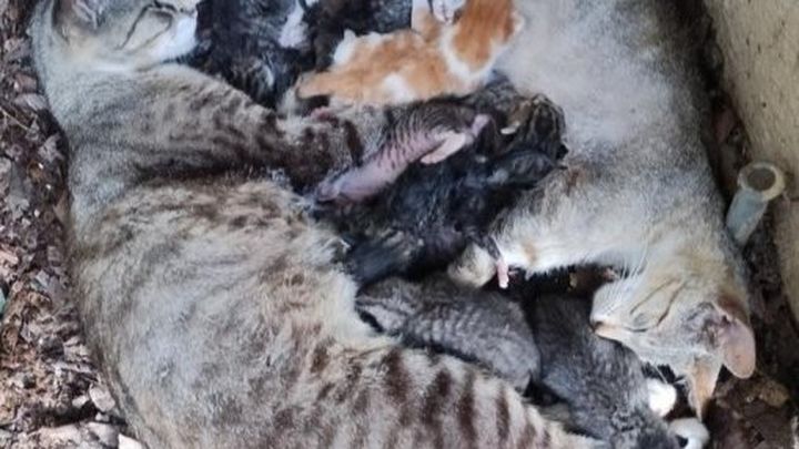 Help Hubbard's Cats with TNR Program campaign photo, 1 of 5