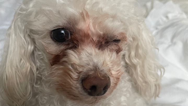 Help Rocky’s Eye removal surgery campaign photo, 1 of 8