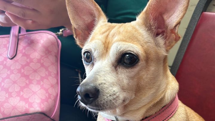 Help Jojo Get Urgent Surgery campaign photo, 1 of 5