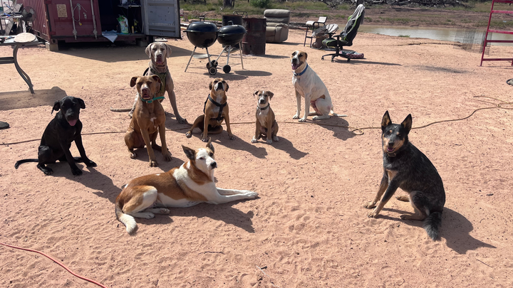 Strays that got a second chance. campaign photo, 1 of 4