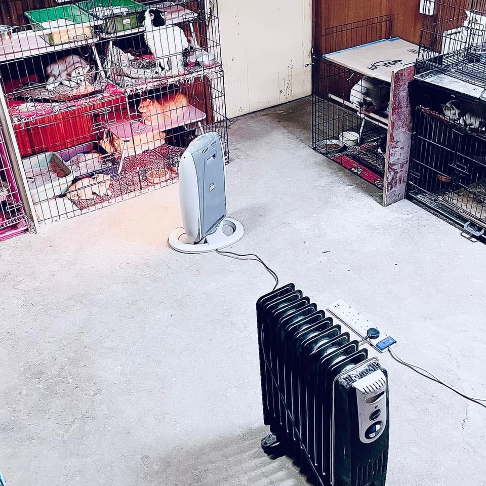 25RescuedCats herein KSA to bring them home to Philippines