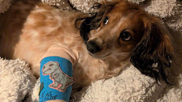 Donate To Finn's Urgent Neurological Care campaign photo, 1 of 6