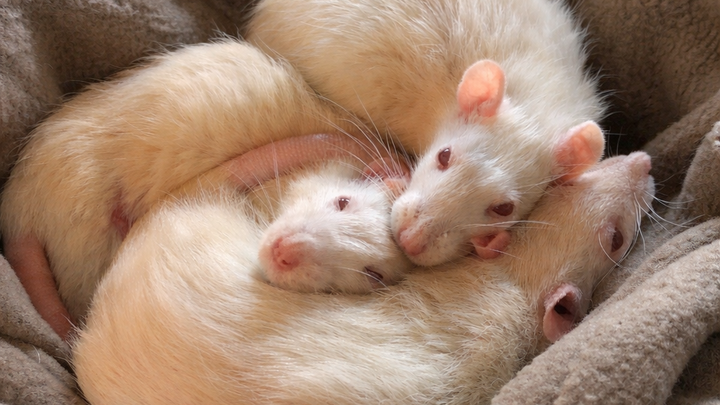 Help Our Rescued Lab Rats Get Urgent Veterinary Care campaign photo, 1 of 7