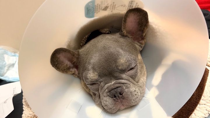Help Marley Get Corrective Surgery campaign photo, 1 of 8