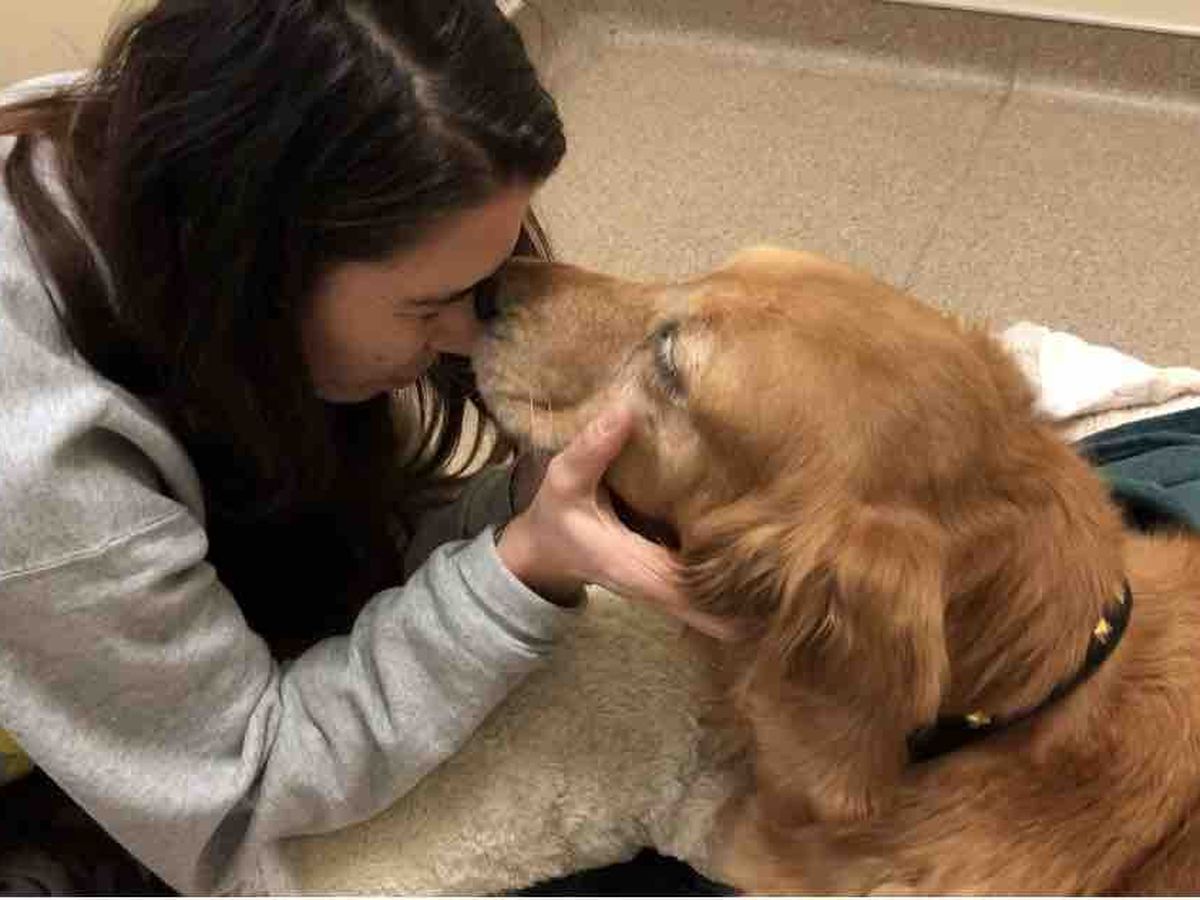 Fundraiser by Sabrina Salvatierra : Nalas Surgery (now our angel)