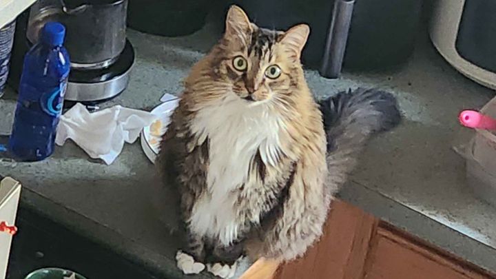 Help Mowglie Get Life-Saving Surgery campaign photo, 1 of 8