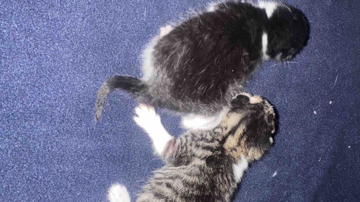 Una Zampa alla Volta: Insieme per i Gatti Randagi campaign photo, 1 of 7