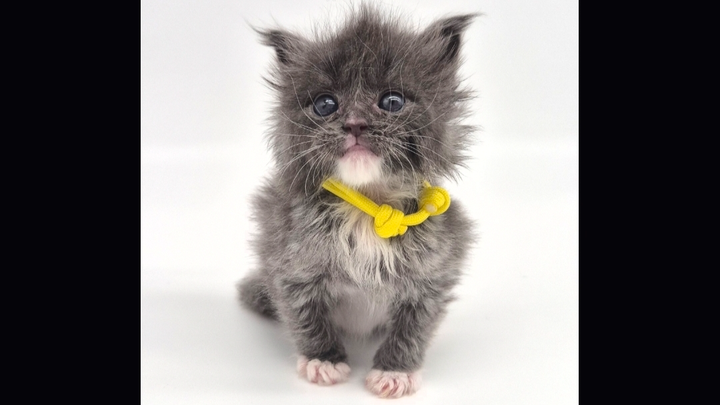CLOSED, THANK YOU - Saltypaws vet bill campaign photo, 1 of 2