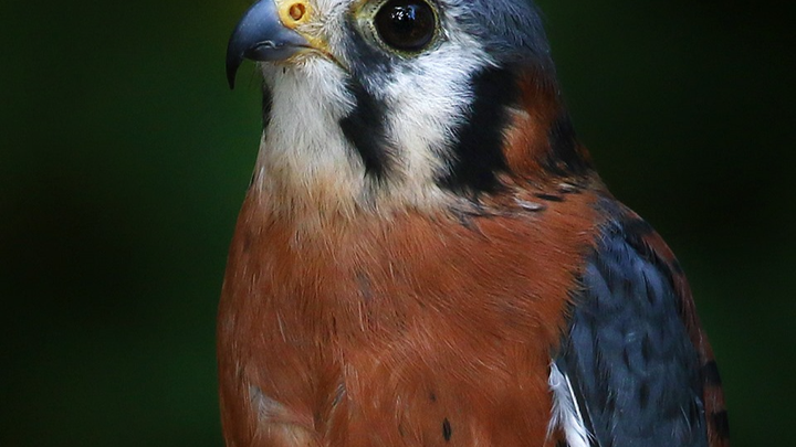 Help Take Flight House Our Avian Ambassadors! campaign photo, 1 of 3