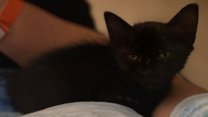 Hilfe für eine gerettete Katze campaign photo, 1 of 4