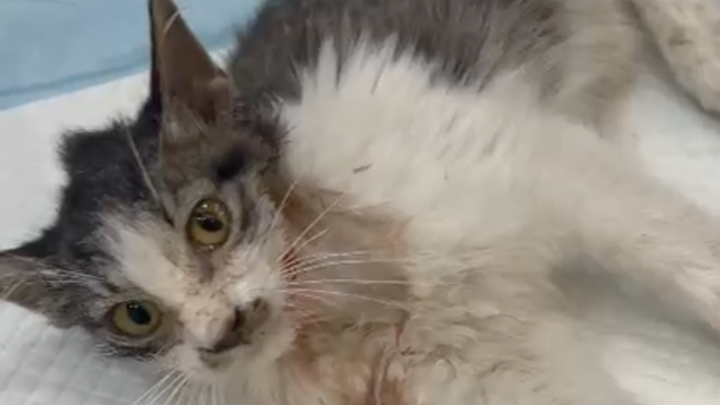 Help save Maggie's life!! campaign photo, 1 of 4