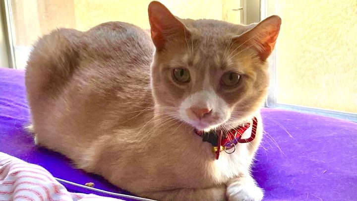Fundraiser for McKayla Boice by Brittany Barbarisi : Jaspurr End of ...
