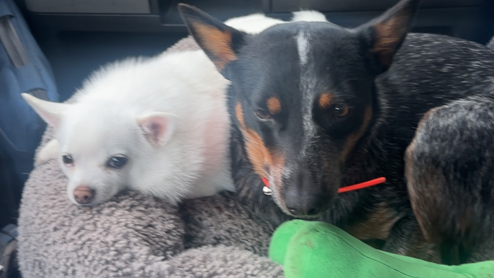 Support Amy's Dog Through Urgent Surgery campaign photo, 1 of 6