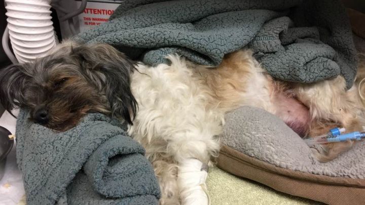 Saving "Bo" the Shih Tzu campaign photo, 1 of 3