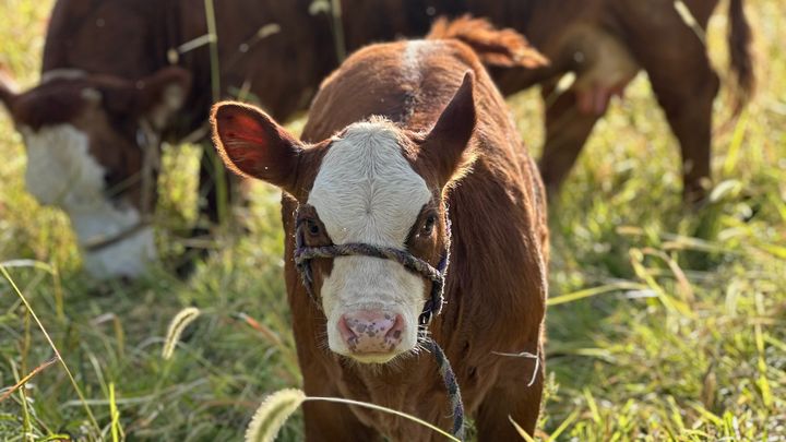 Help Luz Farms Recover from Barn Fire campaign photo, 1 of 8