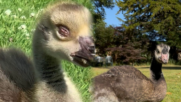 Rosie the baby goose campaign photo, 1 of 3