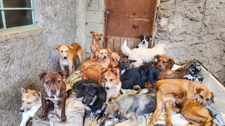 ¡SOS: NUESTROS RESCATADOS SE QUEDAN SIN HOGAR! campaign photo, 1 of 8