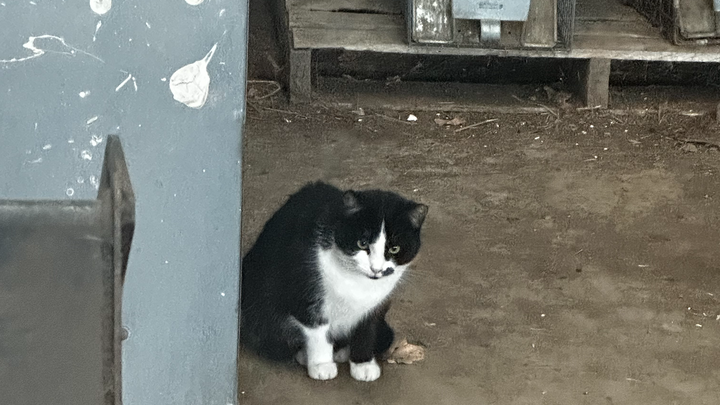 Build shelters for stray and abandoned cats. Eagle Project campaign photo, 1 of 3