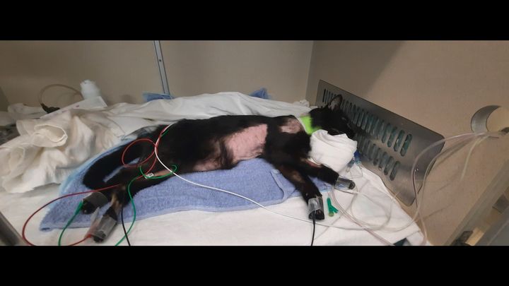 Help Pay My Cat's Care After She Passed From An Accident campaign photo, 1 of 3